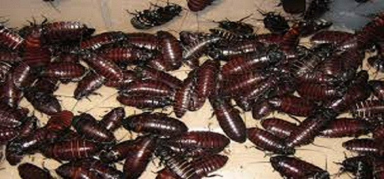 Some Natural Tricks To Get Rid Of Cockroaches And Ants