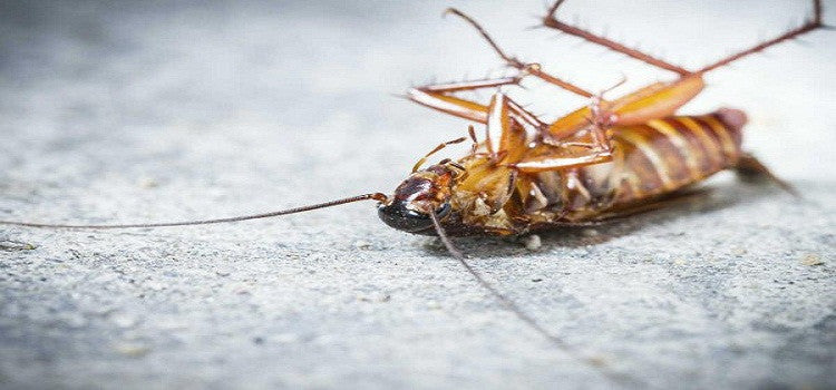 Long term remedy for the nuisance of cockroaches
