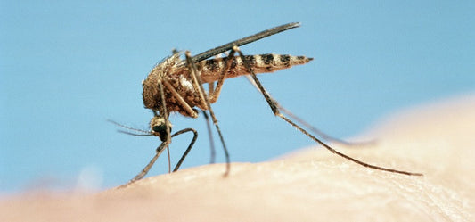 Odorless bands for babies to keep mosquitoes at bay