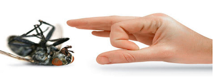 Keep creepy crawlies away with these home remedies