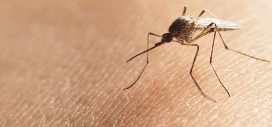 Keep Off Mosquitoes from Little Ones with these Products