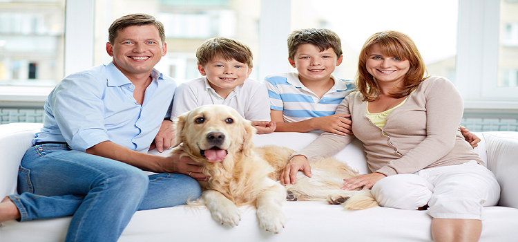 Keep the House Pet Safe by Simple Methods
