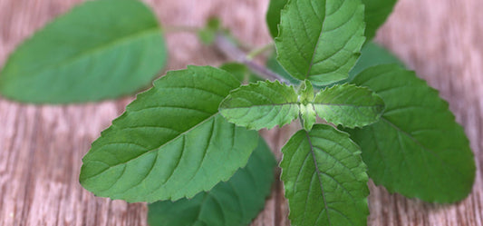 9 Amazing Health And Beauty Benefits Of Holy Basil (Tulsi)