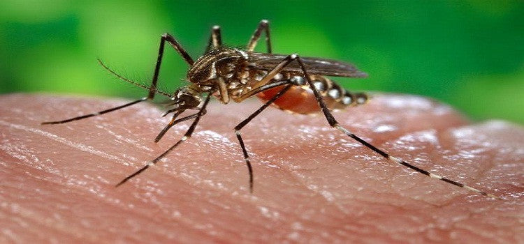 Simple Ways To Stop Mosquito Bites Prevention By Organic Product.