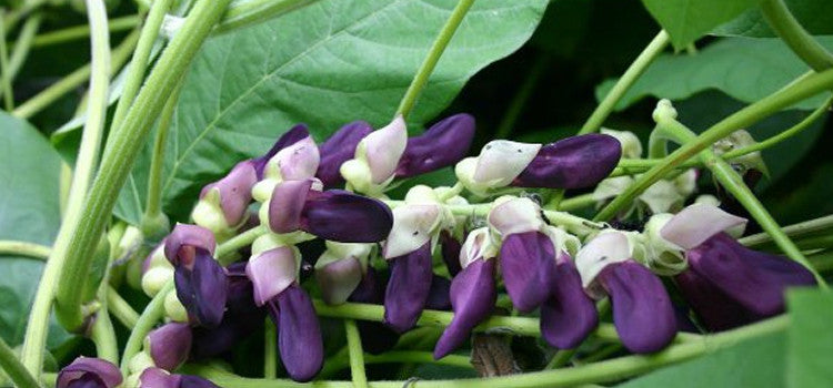 4 Reasons Why You Should Know About Guggul