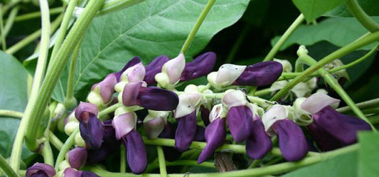 4 Reasons Why You Should Know About Guggul