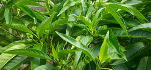 4 Amazing Health Benefits Of Using Vasaka