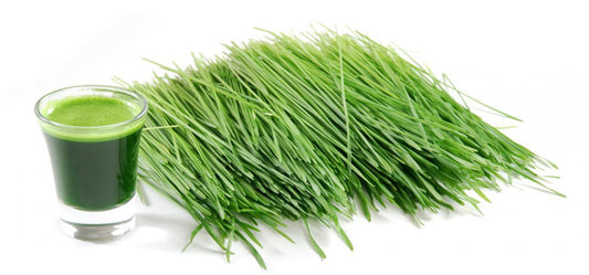 13 Health Benefits Of Wheatgrass